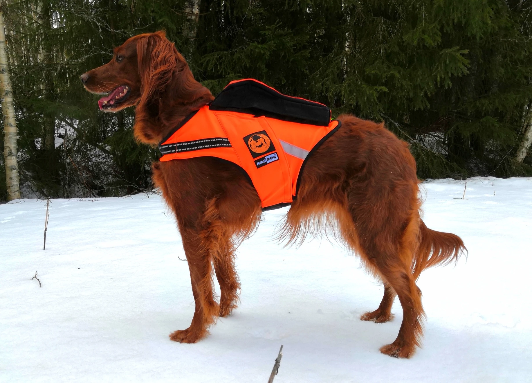 Kardog Jehu Kelluttava Huomioliivi Koiralle 1 Kardog Jehu Kelluttava Huomioliivi Koiralle