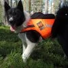 Kardog Raipe Koiran Huomioliivi